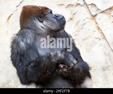 Gorillas are herbivorous, predominantly ground-dwelling great apes that inhabit the tropical forests of equatorial Africa. Stock Photo
