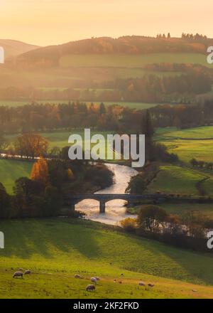 Beautiful landscape view at sunset in Autumn of rolling hills and rural countryside with Old Manor Bridge over the River Tweed near Peebles in the Sco Stock Photo