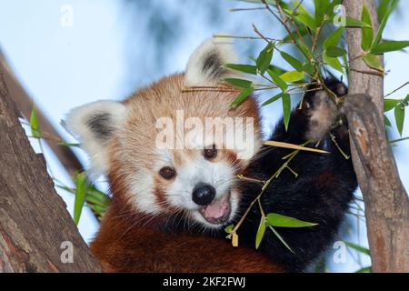 Ailurus fulgensThe red panda, also known as the lesser panda, is a small mammal native to the eastern Himalayas and southwestern China. It has dense r Stock Photo