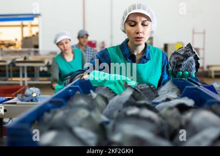 Female employee of vegetable sorting factory arranging red cabbages in ...
