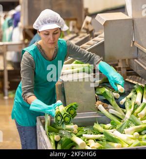 Female worker of vegetable sorting factory arranging lettuce in boxes ...