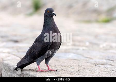 Portrait of a common pigeon on pavement. Stock Photo
