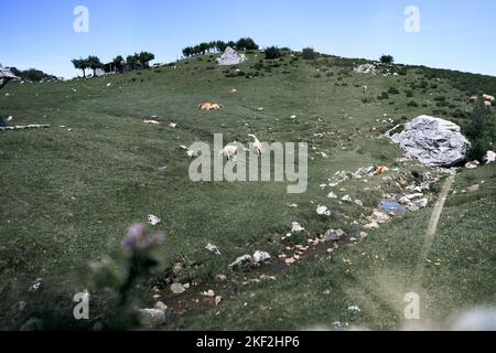 mountain slope with grass and young cows grazing quietly in a quiet place, covadonga asturias, spain Stock Photo