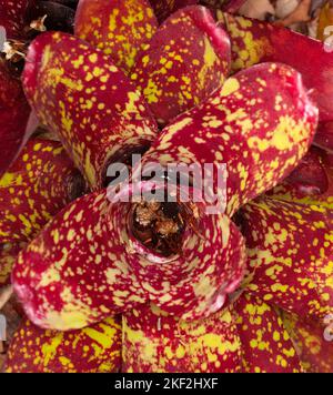 Neoregelia carolinae or Blushing Bromeliad is a species in the genus Neoregelia. It is noted for its centre turning red when it's about to flower, fro Stock Photo