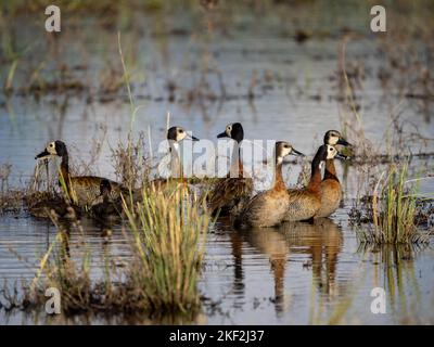 A small group of White-faced Whistling Ducks (Dendrocygna viduata) on the Chobe River in Botswana, Africa Stock Photo