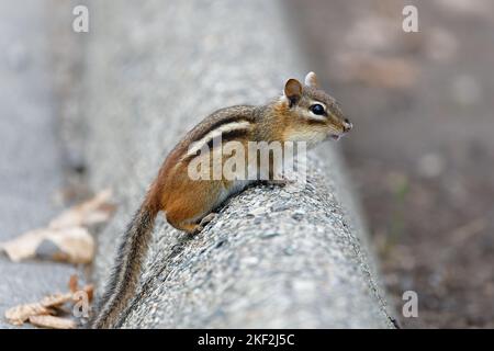 A closeup shot of an Eastern chipmunk with long furry tail, standing on a tree trunk in autumn Stock Photo