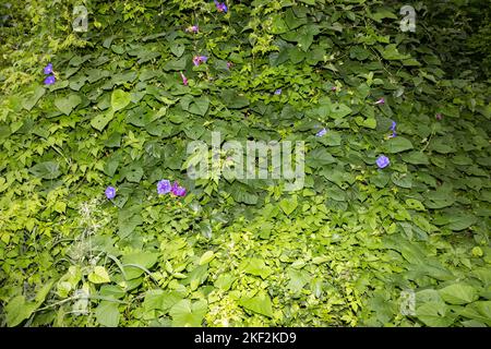 Convolvulaceae, known commonly as the bindweed or morning glory family,  mostly herbaceous vines, but also trees, shrubs and herbs, and also including Stock Photo