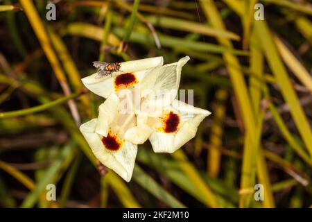 Dietes bicolor, the African iris, fortnight lily or yellow wild iris, is a clump-forming rhizomatous perennial plant with long sword-like evergreen pa Stock Photo