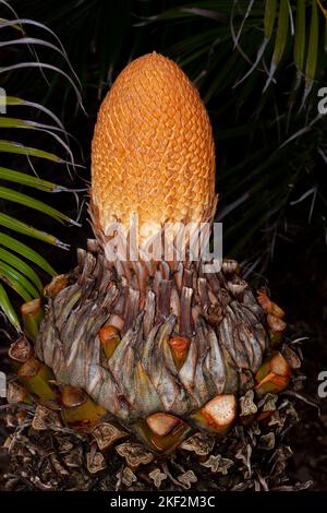 Cycas circinalis, also known as the queen sago, is a species of cycad  from southern India. Cycas circinalis is the only gymnosperm species found amon Stock Photo