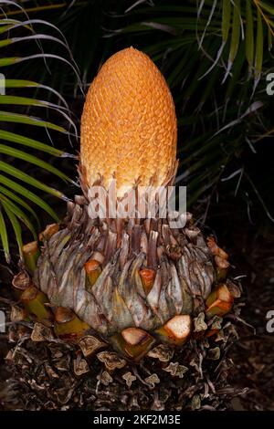 Cycas circinalis, also known as the queen sago, is a species of cycad  from southern India. Cycas circinalis is the only gymnosperm species found amon Stock Photo