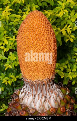 Cycas circinalis, also known as the queen sago, is a species of cycad  from southern India. Cycas circinalis is the only gymnosperm species found amon Stock Photo