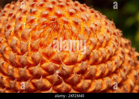 Cycas circinalis, also known as the queen sago, is a species of cycad  from southern India. Cycas circinalis is the only gymnosperm species found amon Stock Photo