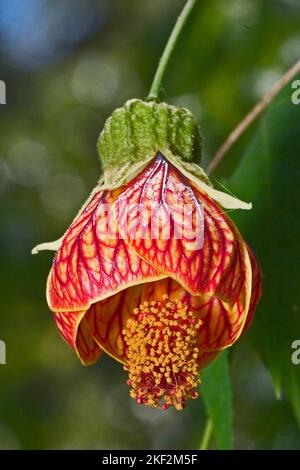 Abutilon pictum is a species of flowering plant in the family Malvaceae. It is native to southern Brazil, Argentina, Paraguay and Uruguay. It is edibl Stock Photo