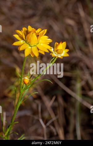 Stunning, brightly coloured paper daisies in bloom in Spring and early Summer, in Western Australia. Freshly picked and dried flowers will often last Stock Photo