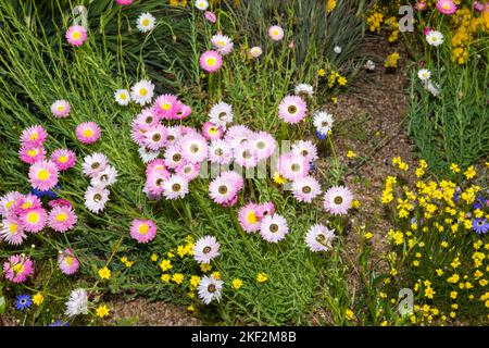 Stunning, brightly coloured paper daisies in bloom in Spring and early Summer, in Western Australia. Freshly picked and dried flowers will often last Stock Photo