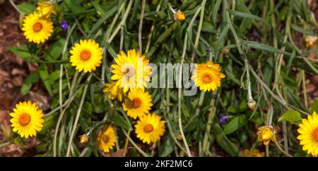 Stunning, brightly coloured paper daisies in bloom in Spring and early Summer, in Western Australia. Freshly picked and dried flowers will often last Stock Photo