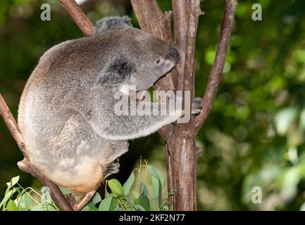 the koala bear is unique to Australia and eats only leaves of certain eucalyptus trees Stock Photo