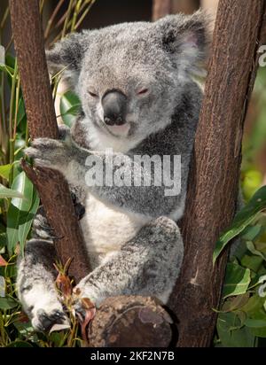 the koala bear is unique to Australia and eats only leaves of certain eucalyptus trees Stock Photo