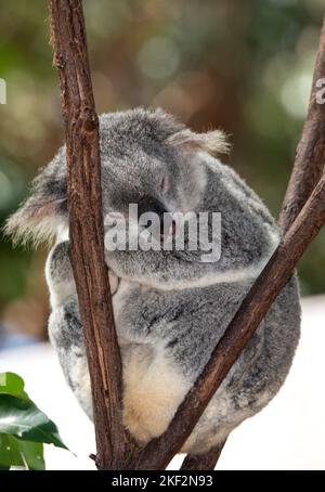 the koala bear is unique to Australia and eats only leaves of certain eucalyptus trees Stock Photo