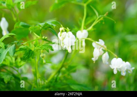 White bleeding heart flowers ( dicentra spectabilis) Stock Photo