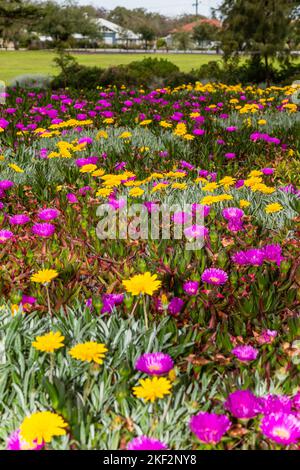 Carpobrotus, commonly known as pigface, ice plant, sour fig, Hottentot fig, and clawberry is a genus of ground-creeping plants with succulent leaves a Stock Photo