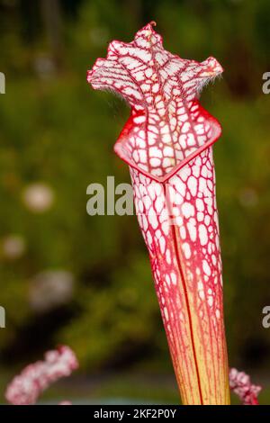 Hooker's Pitcher-plant It is a relatively common natural hybrid found throughout the lowlands of Borneo, Peninsular Malaysia, Singapore, and Sumatra. Stock Photo