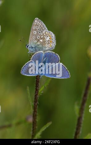 Two male common blue butterflies roosting on oxeye daisy bud Stock Photo