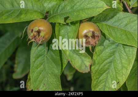 Medlar (Mespilus germanicus) in fruit Stock Photo