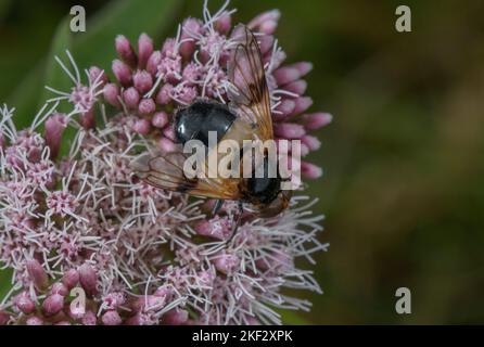 Great pied hoverfly feeding on flowers of hemp-agrimony Stock Photo