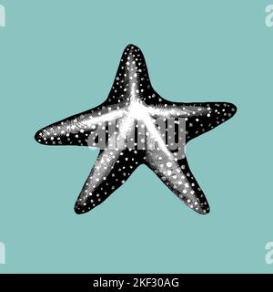 a graphic engraving of a starfish. Realistic starfish black and white illustration Stock Photo