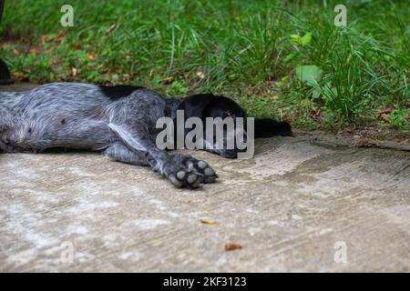 one cocker spaniel sleeps under a bench Stock Photo