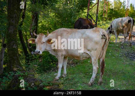 one white cow is standing on the grass Stock Photo