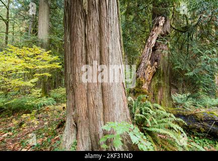 A large western redcedar (Thuja plicata) tree in Goldstream Provincial Park near Victoria, British Columbia, Canada. Stock Photo