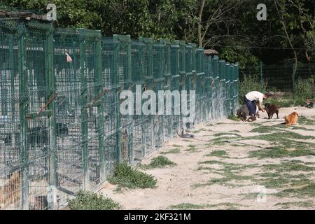 Animal lover man feeds the dogs at the animal shelter in Istanbul, Turkey. Stock Photo