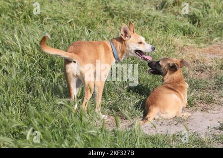 Dogs at the animal shelter in Istanbul, Turkey. Stock Photo