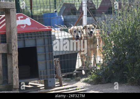 Dogs at the animal shelter in Istanbul, Turkey. Stock Photo