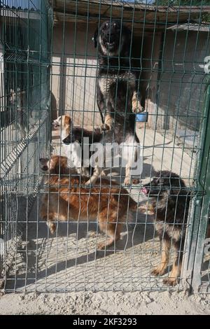 Dogs at the animal shelter in Istanbul, Turkey. Stock Photo