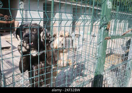 Dogs at the animal shelter in Istanbul, Turkey. Stock Photo