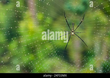 Golden silk orb weaver perching on its web full of dew drops with green background Stock Photo