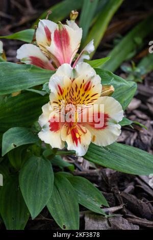Closeup view of bright and colorful orange yellow and creamy white flowers of alstroemeria aka Peruvian lily or lily of the Incas blooming outdoors