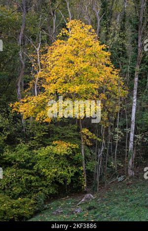 Scenic vertical view of bright yellow foliage of acer pseudoplatanus aka sycamore or sycamore maple in autumn isolated on forest background Stock Photo