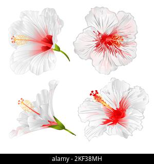 Hibiscus white flowers tropical plants   on a white background  set vintage vector illustration editable hand draw Stock Vector
