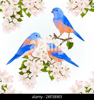 Bluebirds  thrush small songbirdons on an apple tree branch with flowers spring background vintage vector illustration editable hand draw Stock Vector