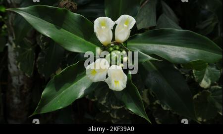 Close up of four white flowers and Inflorescence of a Canereed plant or similar variety, also in Sri Lanka this plant called as Thebu plant Stock Photo