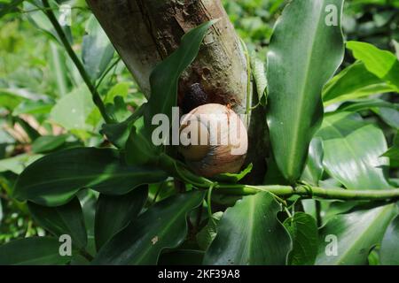 A giant land snail (Acavus Phoenix) is on the surface of a tree trunk surrounded by the leaves of a Canereed plant Stock Photo