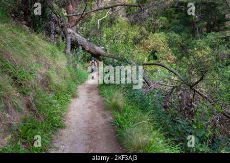 Man hiking Te Mata Peak track in the forest. Fallen tree on the track. Hawke’s Bay. New Zealand. Stock Photo