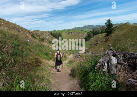 Man hiking Te Mata Peak track in the forest. Fallen tree on the side of the track. Hawke’s Bay. New Zealand. Stock Photo