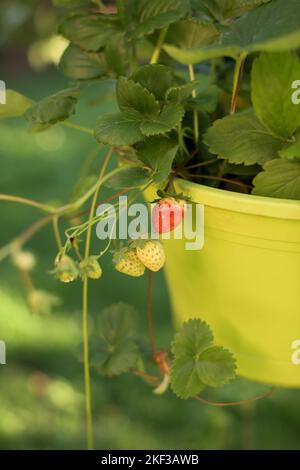 Pot with hanging strawberries  in the garden - plant, fruit and blossoms Stock Photo