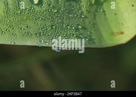 rain water drops on banana tree leaf Stock Photo