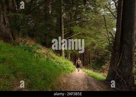 Man hiking Te Mata Peak track in the forest. Hawke’s Bay. New Zealand. Stock Photo
